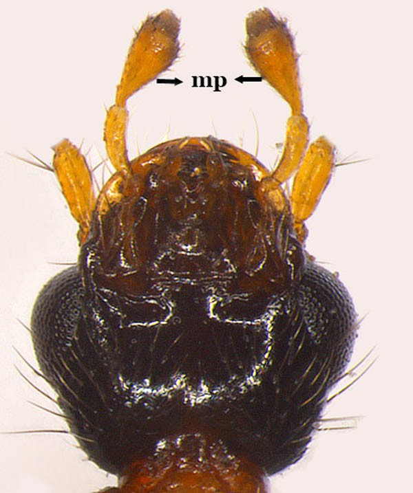 Phần đầu của kiến ba khoang. Kiến ba khoang có tên khoa học là Paederus fuscipes Curtis, thuộc họ Staphilinidae (cánh cụt), bộ Colleoptera (cánh cứng), lớp Insecta (côn trùng), ngành động vật. Về mặt hình thái học của loại côn trùng này rất đặc biệt: thân mình thon, nhiều màu sắc khác nhau, nhìn giống con kiến; do đó, người ta hay gọi với nhiều tên gọi khác nhau như kiến hoang, kiến kim, kiến lác, kiến gạo, cằm cặp, kiến nhốt, kiến cong...